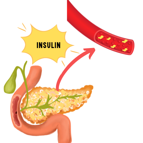 insulin release